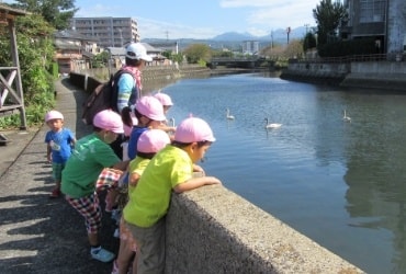 白鳥の観察